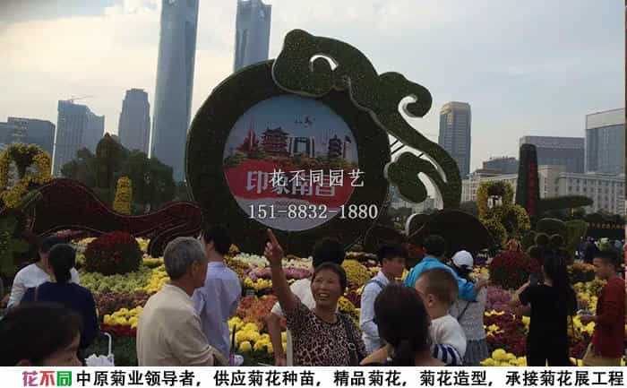 菊花展定制
