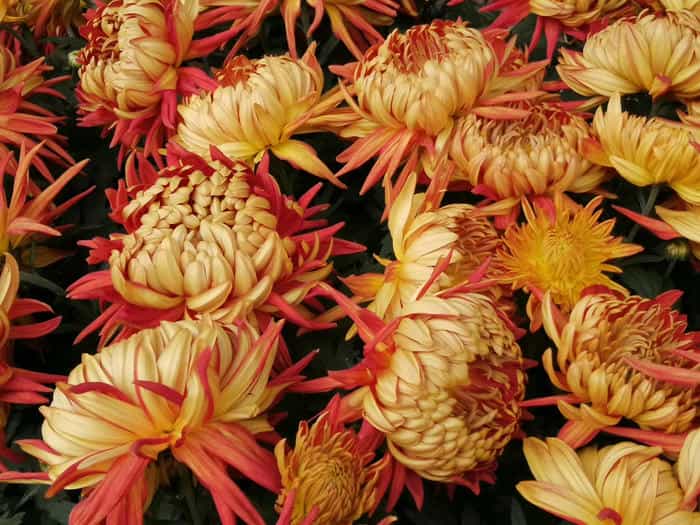 菊花展全案服务
