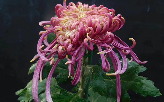 菊花苗黄叶原因及解决方法