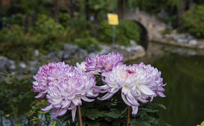 菊花黄化病防治