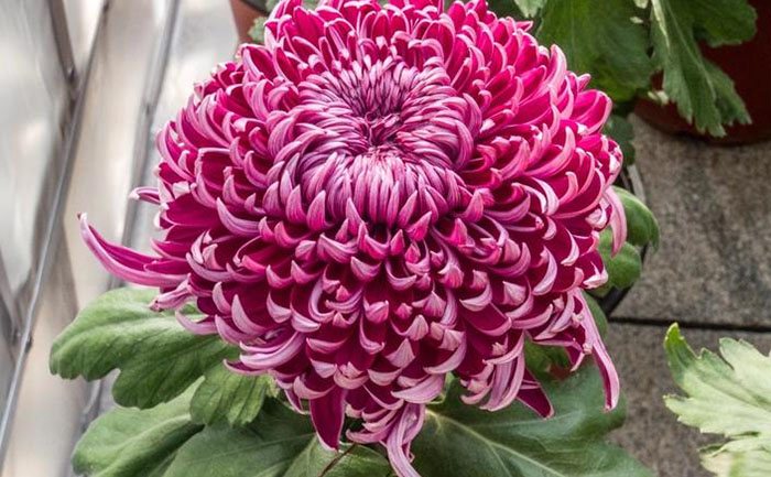 菊花种植方法步骤详解