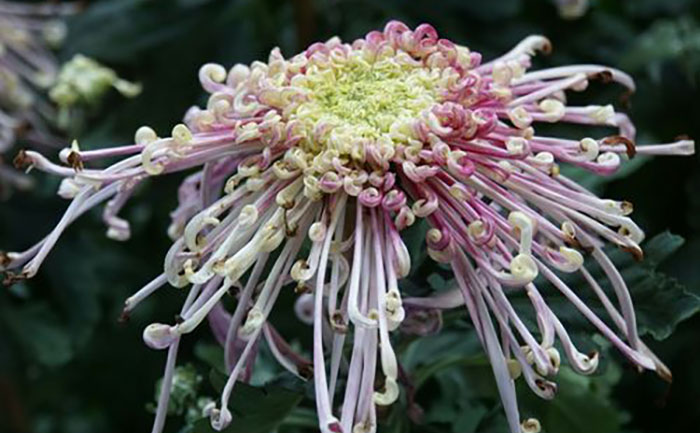 菊花种植技术指南