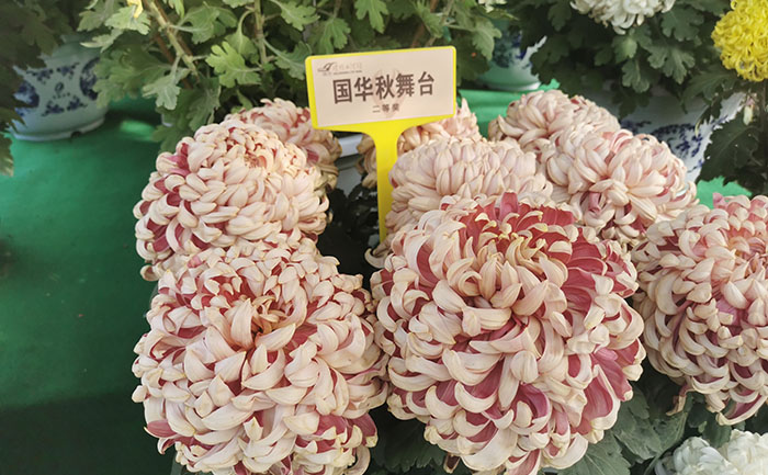 菊花几月开花